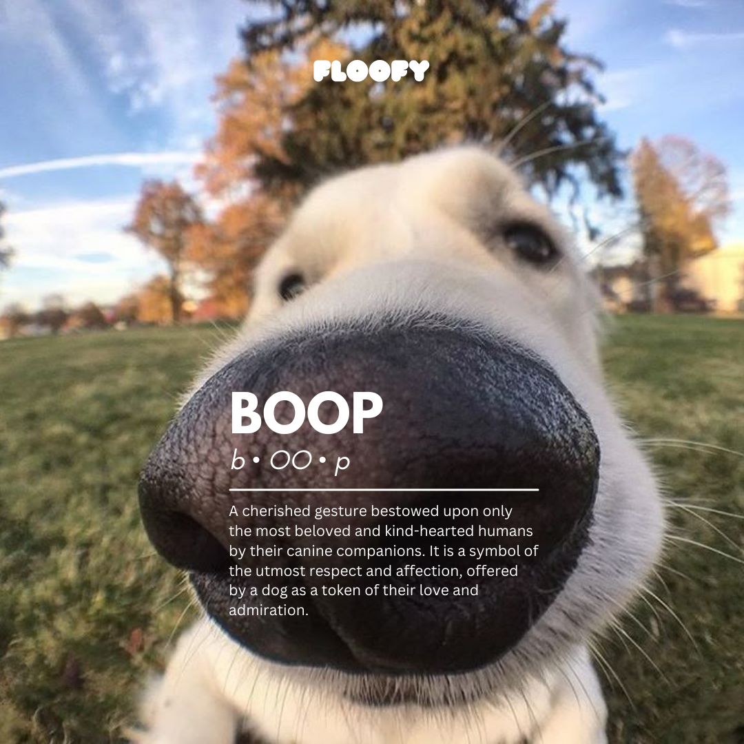 At Floofy, it all starts with a boop. This image is a close-up of a happy dog's nose, with a dictionary-style definition of 'boop' as the ultimate symbol of love from a canine companion.